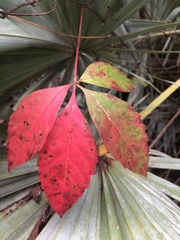 Parthenocissus quinquefolia