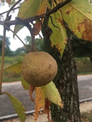 Aesculus glabra