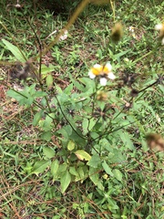 Bidens alba