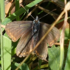 Aricia agestis