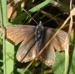 Aricia agestis