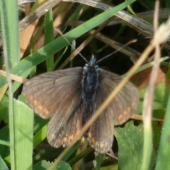 Aricia agestis