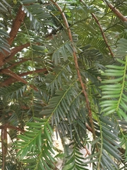 Taxus chinensis