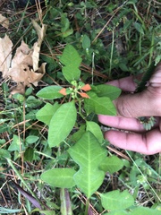 Euphorbia cyathophora