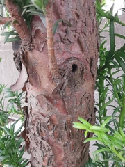 Taxus chinensis