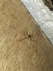 Loxosceles rufescens