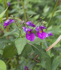 Impatiens textorii