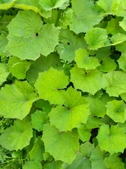 Tussilago farfara