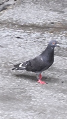 Columba livia domestica