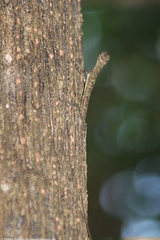 Draco melanopogon