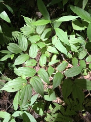 Prosartes lanuginosa