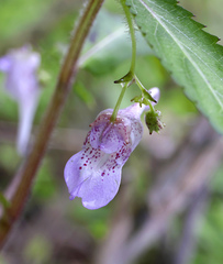 Impatiens hypophylla microhypophylla