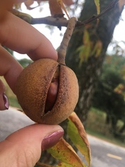 Aesculus glabra