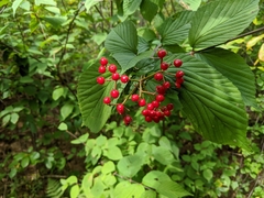 Viburnum wrightii