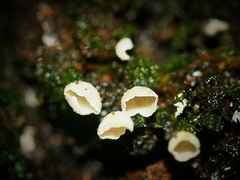 Chromocyphellaceae