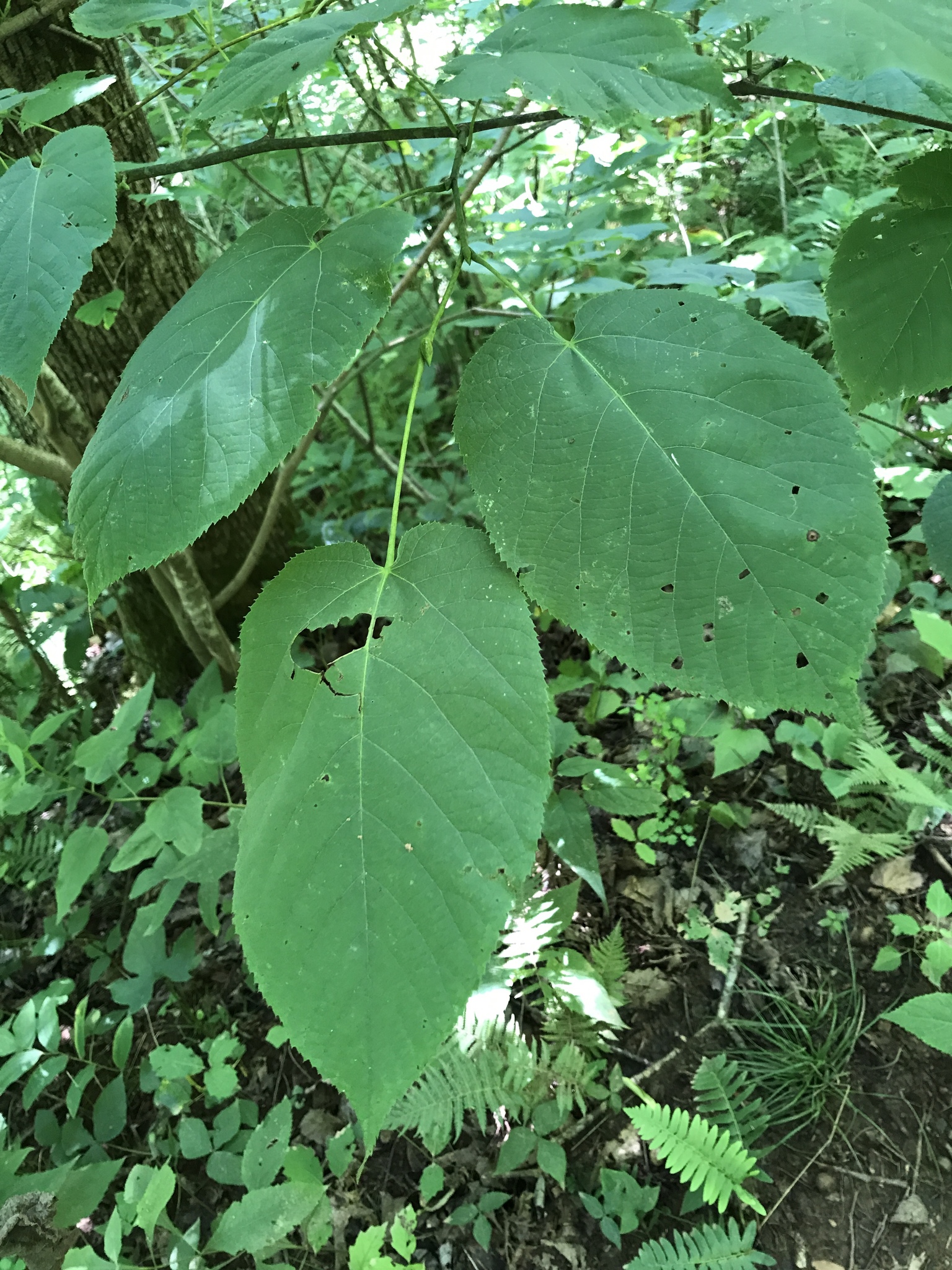 White Basswood (Tilia americana var. heterophylla)