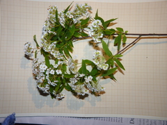 Spiraea