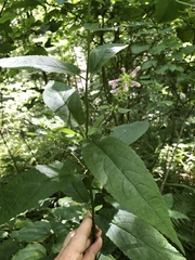Stachys latidens