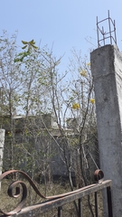 Erythrostemon mexicanus