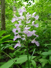 Platanthera grandiflora