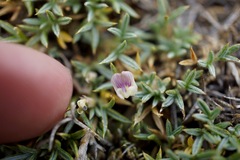 Astragalus kentrophyta danaus