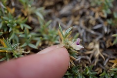 Astragalus kentrophyta danaus