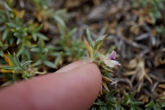 Astragalus kentrophyta danaus