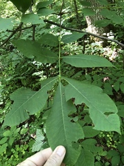 Carya ovalis