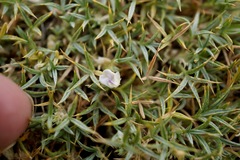 Astragalus kentrophyta danaus