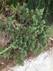 Juniperus virginiana