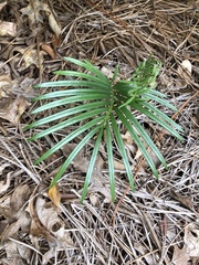 Cycas revoluta