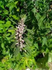 Leonurus quinquelobatus