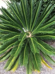 Cycas revoluta