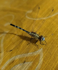 Diplacodes trivialis