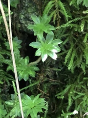 Rhodobryum