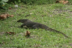 Varanus salvator macromaculatus