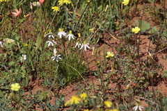 Pauridia serrata albiflora