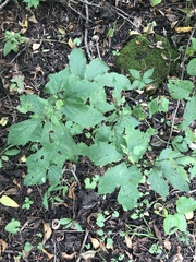 Hydrastis canadensis