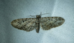 Eupithecia longidens
