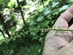 Actaea podocarpa