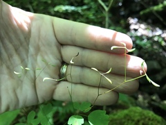 Thalictrum clavatum