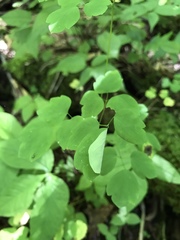 Thalictrum clavatum