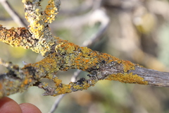 Xanthoriicola physciae