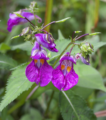 Impatiens textorii
