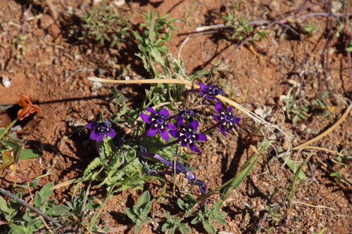 Image of Lapeirousia oreogena by (c) Tony Rebelo, some rights reserved (CC BY-SA)