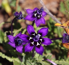 Lapeirousia oreogena