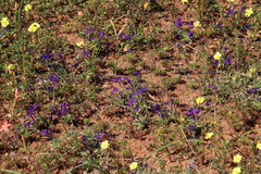 Lapeirousia oreogena