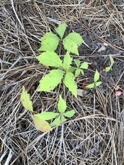 Parthenocissus quinquefolia