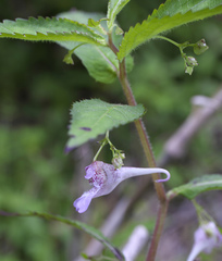 Impatiens hypophylla microhypophylla