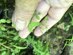 Hypericum mutilum mutilum